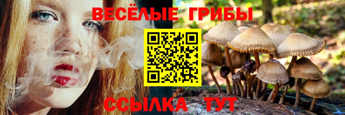 Псилоцибиновые грибы Cubensis  Лабинск  наркошоп  Галлюциногенные грибы прущие грибы 